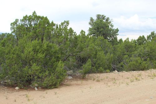 250 Five Hills Dr, Tijeras, NM, 87059 | Card Image