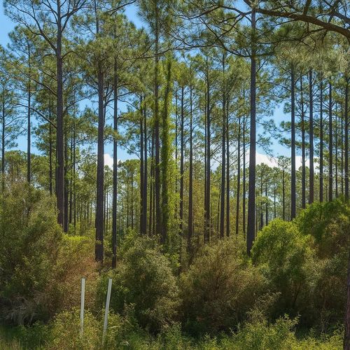 202 Tamarac Ct, Georgetown, FL, 32139-2324 | Card Image