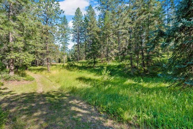 View of woods | Image 64