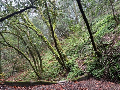 11285 Dell Avenue, Forestville, CA, 95436 | Card Image