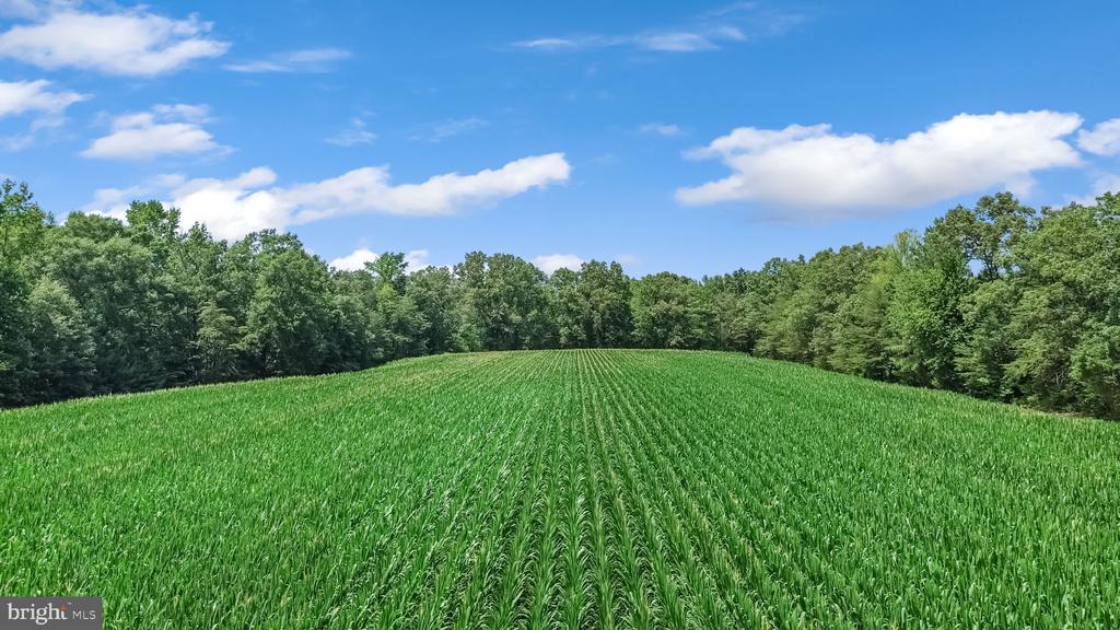 Land in RUTHER GLEN 5