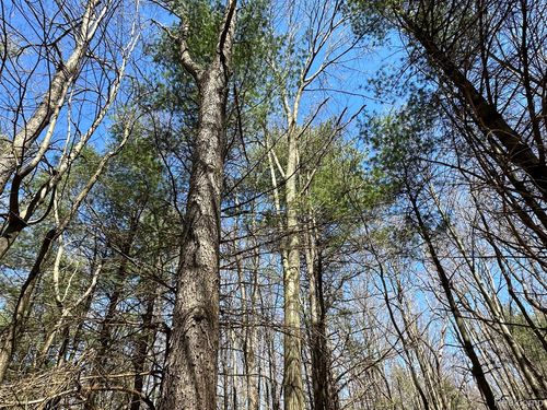 2.02 Acres VL - Knights Bridge Road, Addison Township, MI, 48367 | Card Image