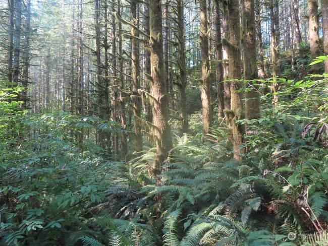 0 XXX State Route 4 W, Home with 0 bedrooms, 0 bathrooms and null parking in Grays River WA | Image 6