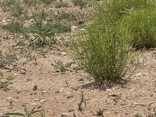 14-VL Rge Lot 14 15 Block 380, Belen, NM, 87002 | Card Image