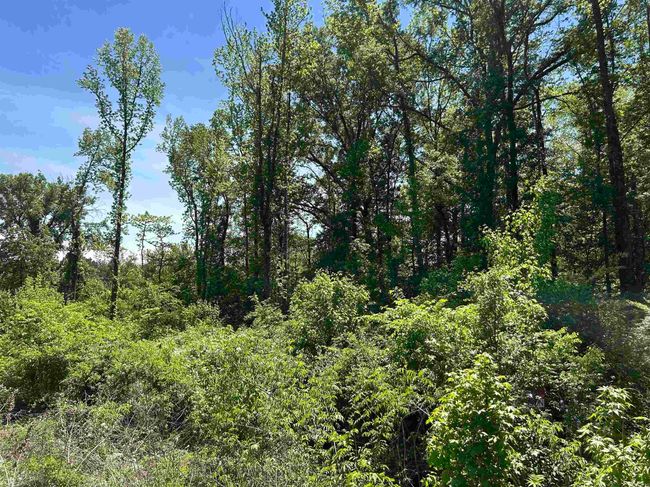 0 Highway 270 W, Home with 0 bedrooms, 0 bathrooms and null parking in Prattsville AR | Image 7