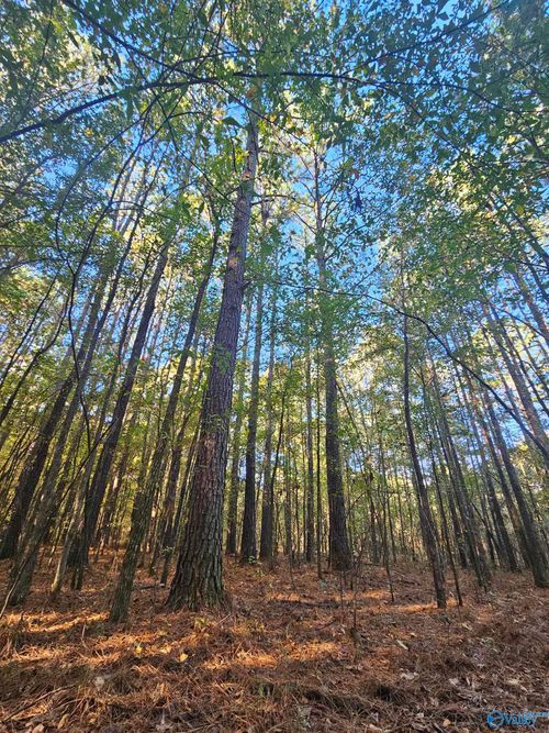 009 County Road 6, Piedmont, AL, 36272 | Card Image