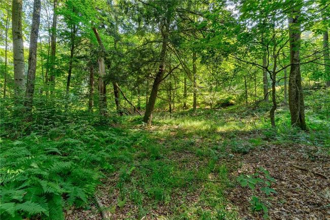 View of local wilderness | Image 14