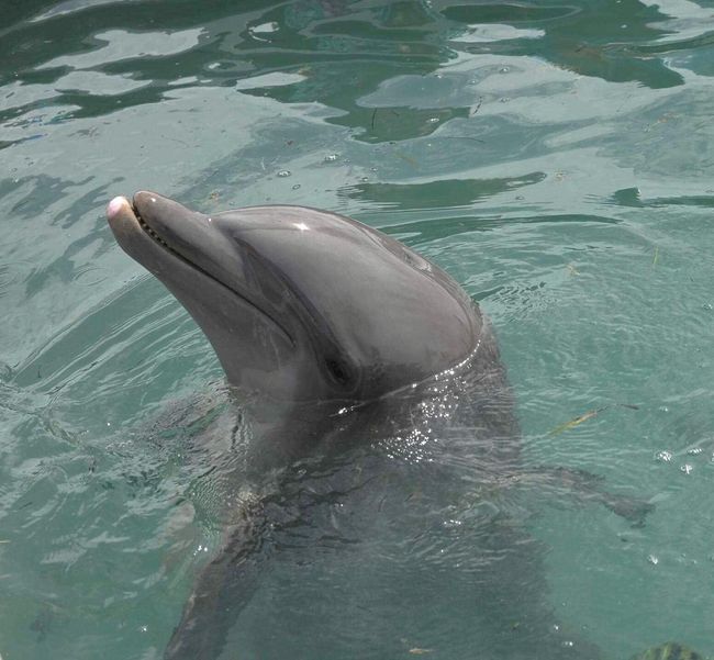 Dolphin Connection | Image 49