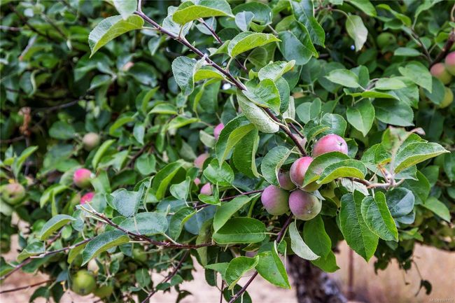 Beautiful community fruit trees | Image 49
