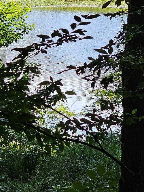 LOT21F W Lakeshore Dr, Waverly Hall, GA, 31831 | Card Image