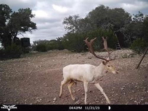2275 Camino Real Nw, Junction, TX, 76849-2002 | Card Image
