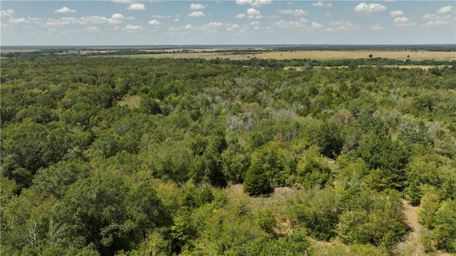 Bird's eye view of a forest | Image 7