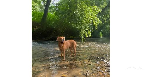 Lot 758 River Hollow Trail, Lenoir, NC, 28645 | Card Image