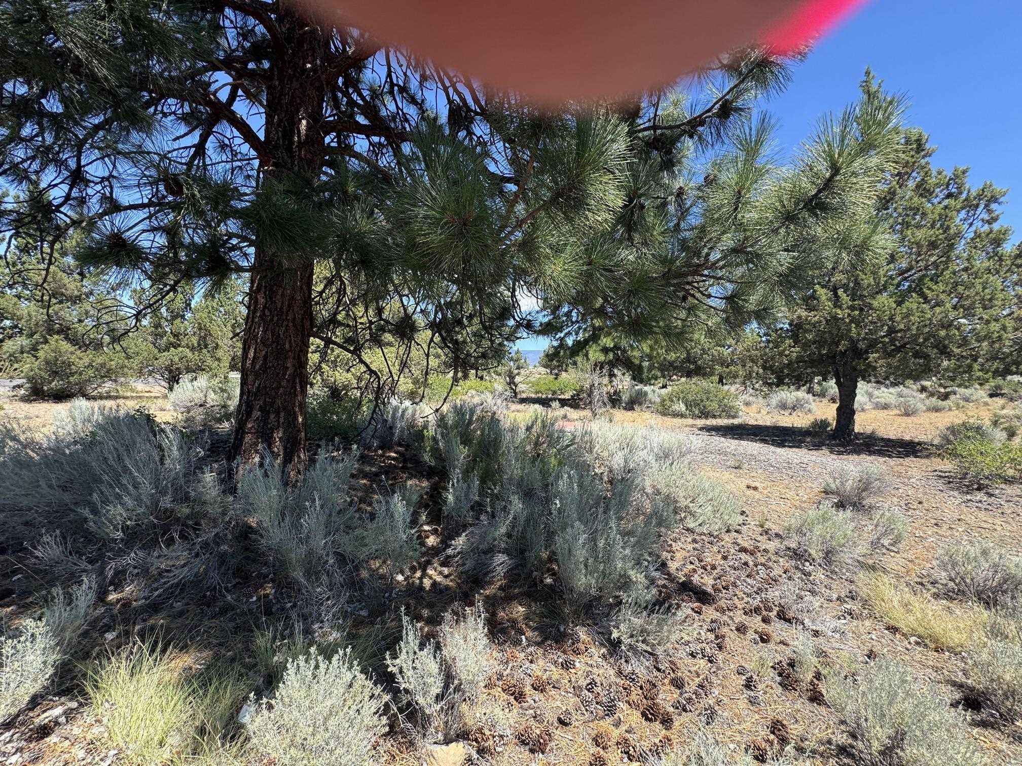 Land in Weed