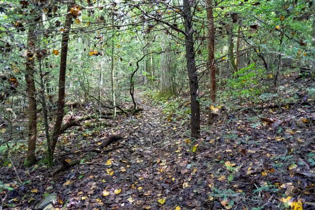 238 Mountain Laurel Ln, House other with 2 bedrooms, 1 bathrooms and null parking in Monteagle TN | Image 43
