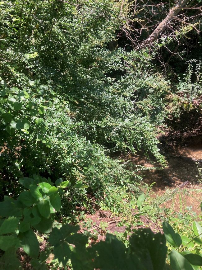 View of trees and bushes on side of creaked | Image 13