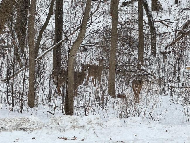 34 -Family of Deer in Woods | Image 34