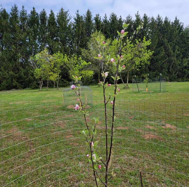 Fruit Trees | Image 9