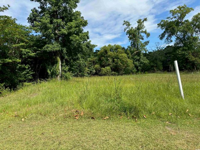 View of local wilderness | Image 9