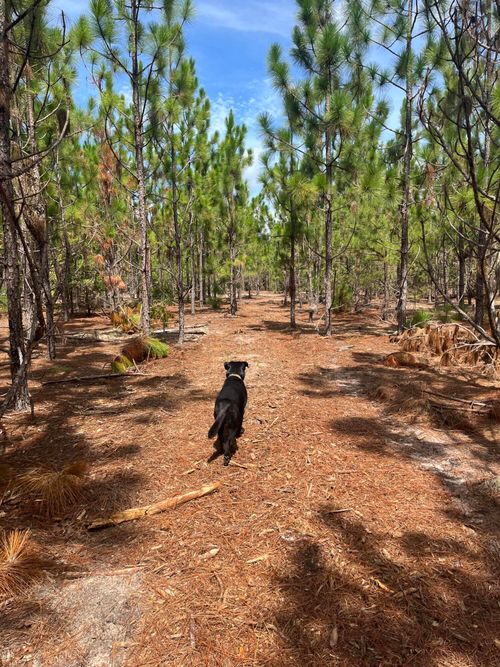 bff-1b-Bff 1b Brunson Teal Rd, Patrick, SC, 29584-4223 | Card Image