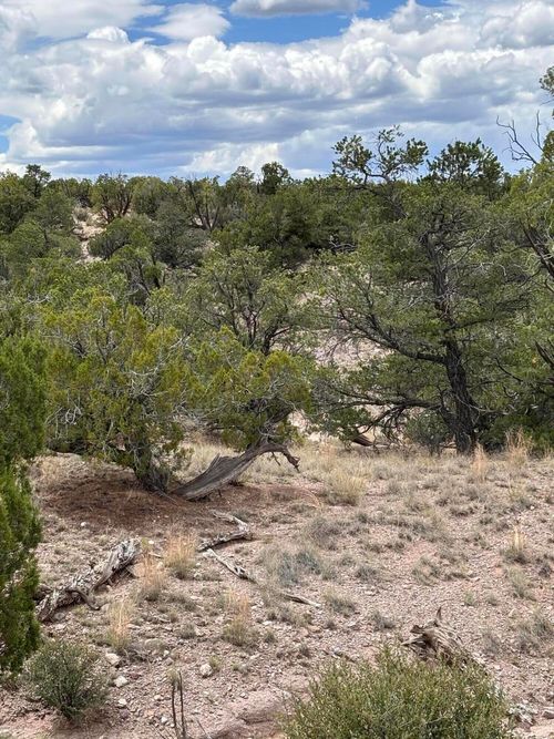 Lot 43 Abbe Spings, Magdalena, NM, 87825 | Card Image