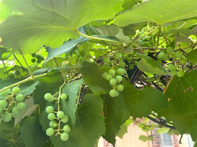 Just look at those beautiful grapes, draped over the garden arch at the private gate of the condo. | Image 6