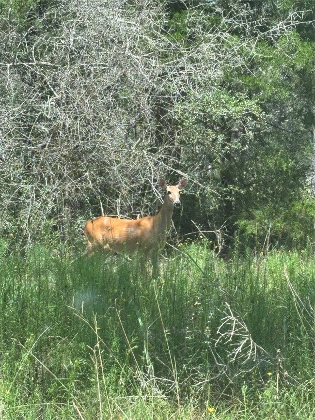 beautiful doe | Image 8