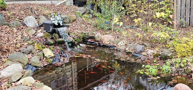 Koo pond with waterfall. A closer look shows the fish. | Image 81