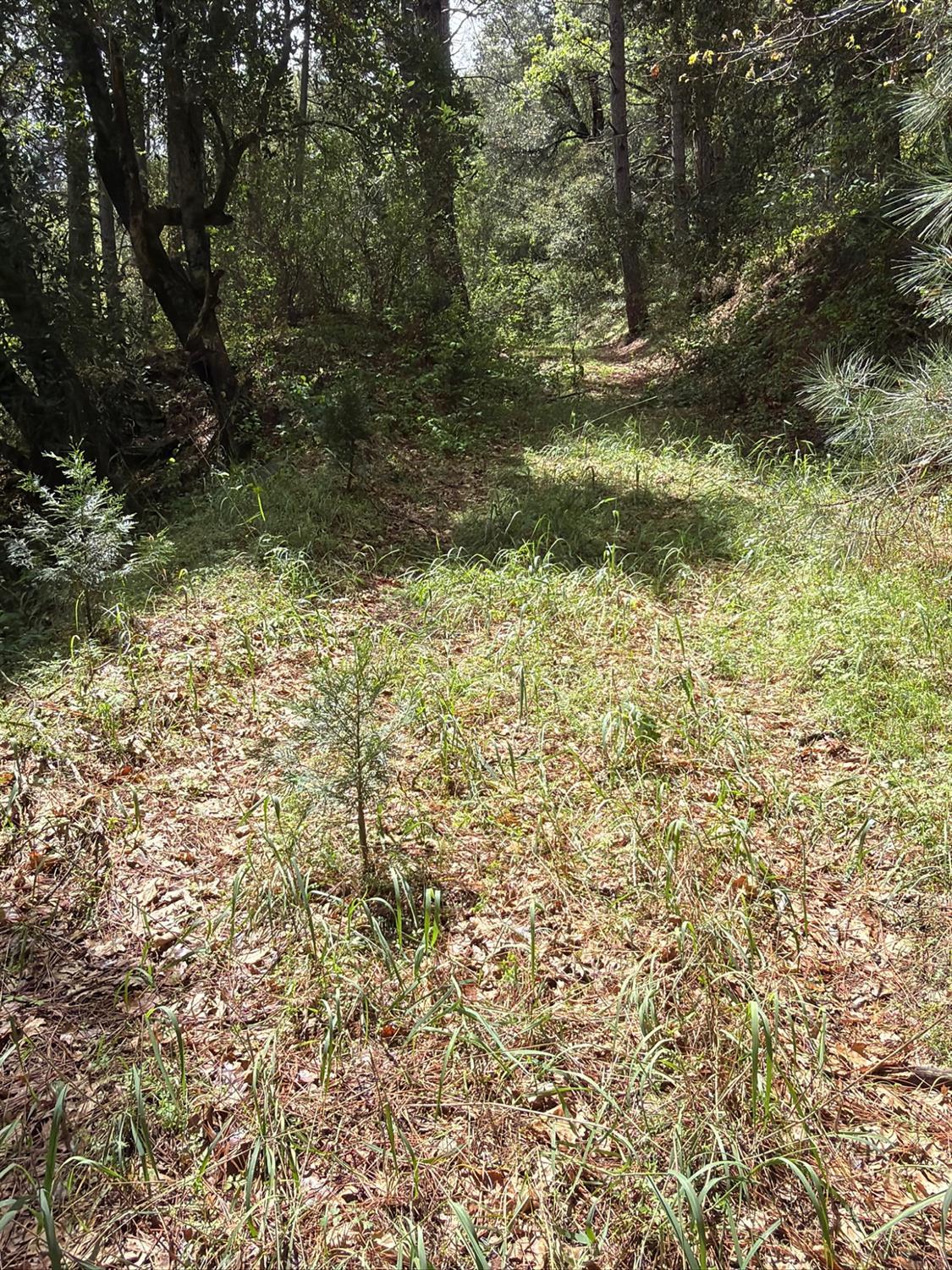 Land in Coulterville 4
