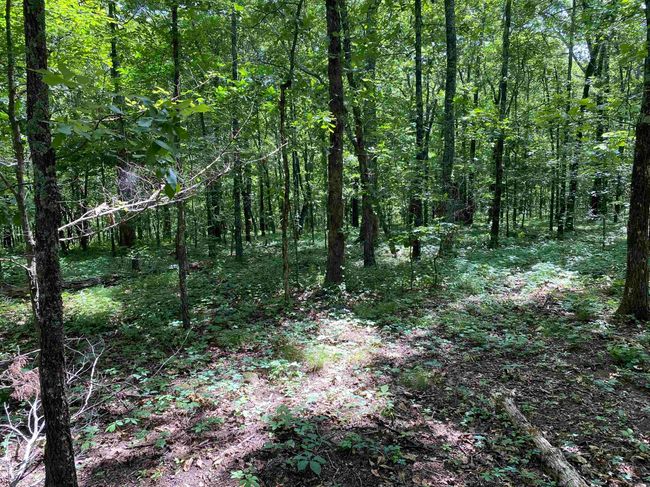 Lot 18 Bluff Drive, Home with 0 bedrooms, 0 bathrooms and null parking in Edgemont AR | Image 4