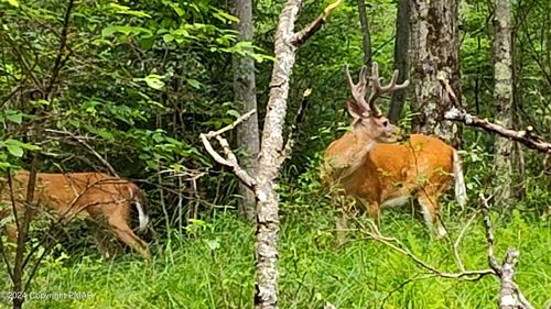 505 Forest Dr E, Pocono Lake, PA, 18347 | Card Image