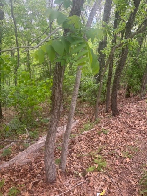 Lot 8 Deddington Drive, Bella Vista, AR, 72714 | Card Image