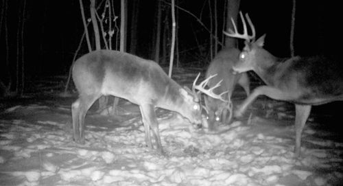 TBD Cedar Rd, Cushing, MN, 56443 | Card Image