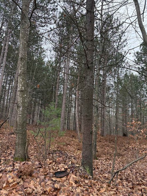 V/L E 22 3/4 Road, Cedar Creek Township, MI, 49663 | Card Image