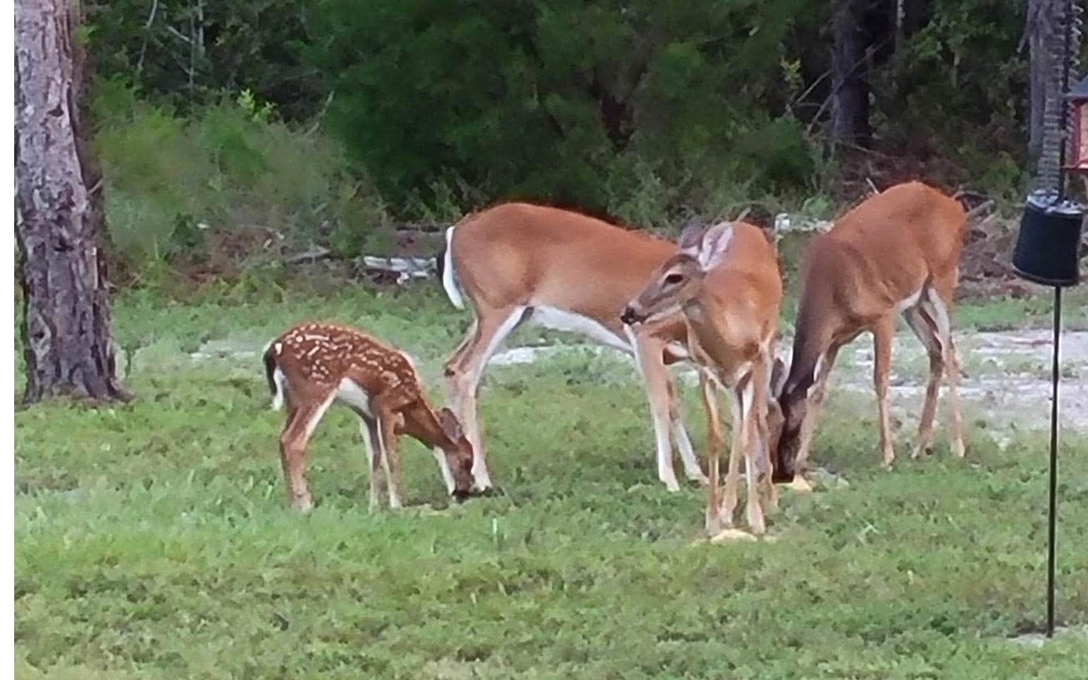Residential in Live Oak 2