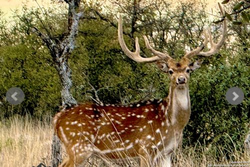 14410 E Us Highway 190, Fort Mckavett, TX, 76841-2502 | Card Image