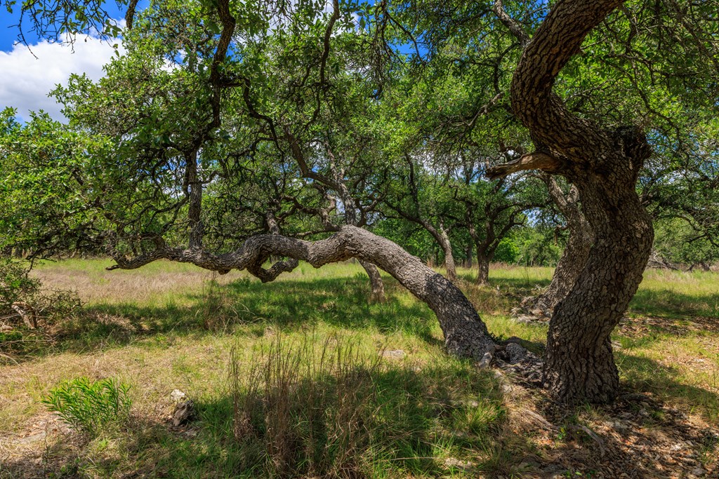 Land in Fredericksburg 5