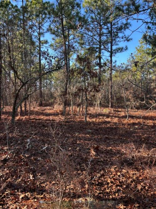 Tbd Whitetail Drive, Williston, SC, 29853 | Card Image