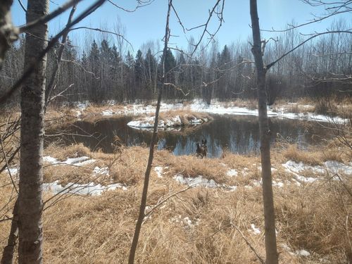 TBD Tranquility Drive, Helga Twp, MN, 56461 | Card Image