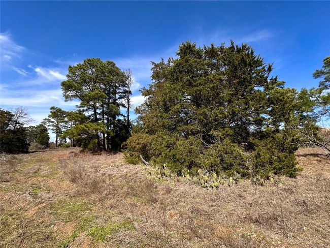 View of local wilderness | Image 6
