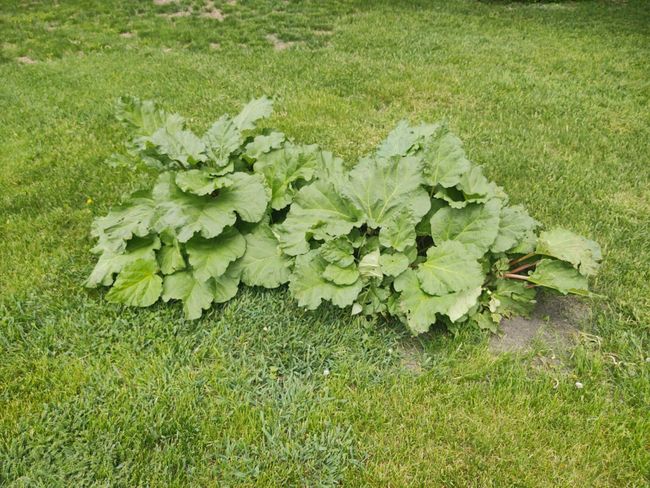Rhubarb | Image 94