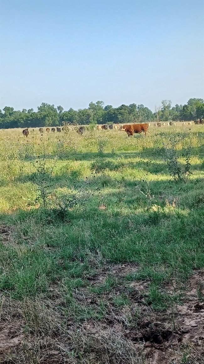 1479 Holman Rd, Home with 0 bedrooms, 0 bathrooms and null parking in Burkburnett TX | Image 18