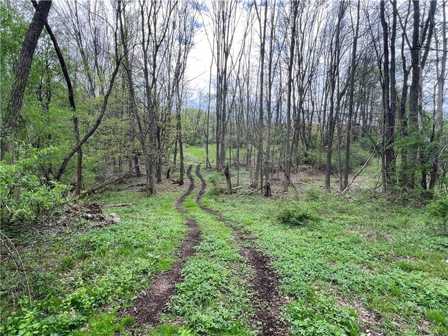 Trail through the woods | Image 6