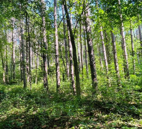 xxx Brown Lane, Pepin, WI, 54759 | Card Image