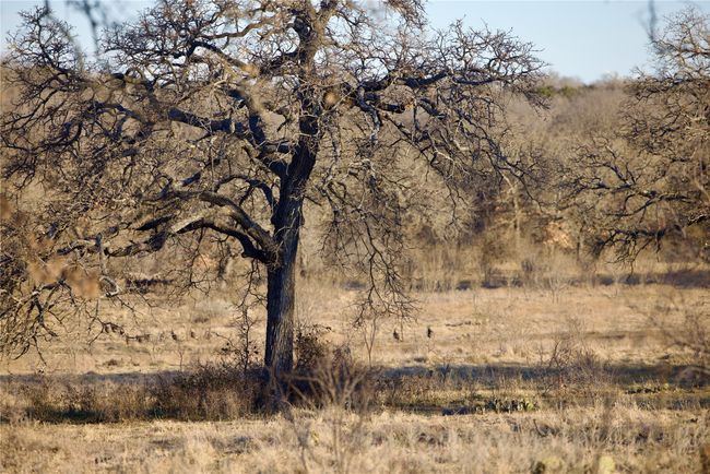 View of local wilderness | Image 22