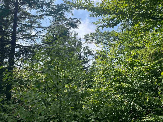 63 New Boston Rd, Home with 0 bedrooms, 0 bathrooms and null parking in Francestown NH | Image 17