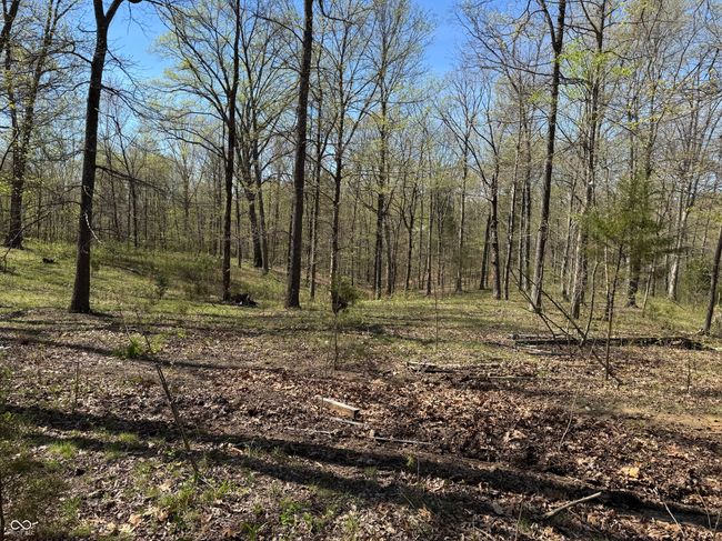 view of local wilderness with a view of trees | Image 21