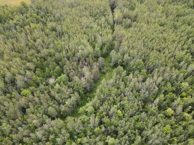 Mature Timber | Image 23