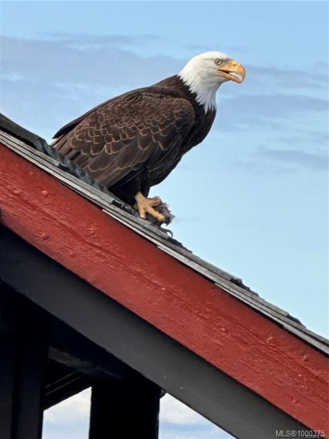 Eagle sitting on roof top deck | Image 66