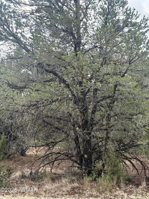33 N3317, Vernon, AZ, 85940-0849 | Card Image